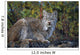 Adult Lynx On Hill Side Denali Np In Alaska Summer Wall Mural