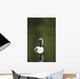 Close Up Of A Pacific Loon Swimming In A Pond In Chugach State Park Wall Mural