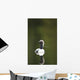 Close Up Of A Pacific Loon Swimming In A Pond In Chugach State Park Wall Mural