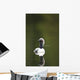 Close Up Of A Pacific Loon Swimming In A Pond In Chugach State Park Wall Mural