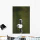 Close Up Of A Pacific Loon Swimming In A Pond In Chugach State Park Wall Mural