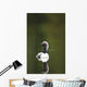 Close Up Of A Pacific Loon Swimming In A Pond In Chugach State Park Wall Mural