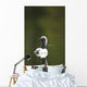 Close Up Of A Pacific Loon Swimming In A Pond In Chugach State Park Wall Mural
