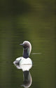 Close Up Of A Pacific Loon Swimming In A Pond In Chugach State Park Wall Mural
