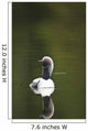 Close Up Of A Pacific Loon Swimming In A Pond In Chugach State Park Wall Mural