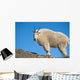 A Mountain Goat Near Exit Glacier's Harding Icefield Trail Wall Mural