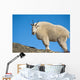 A Mountain Goat Near Exit Glacier's Harding Icefield Trail Wall Mural
