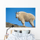A Mountain Goat Near Exit Glacier's Harding Icefield Trail Wall Mural