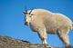 A Mountain Goat Near Exit Glacier's Harding Icefield Trail Wall Mural