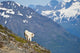 A Mountain Goat Wall Mural
