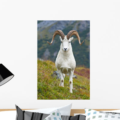 Up Large Dall Sheep Wall Mural shown on a wall