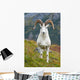 Close Up Of A Large Dall Sheep Ram Standing On Fall Tundra Wall Mural