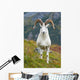 Close Up Of A Large Dall Sheep Ram Standing On Fall Tundra Wall Mural