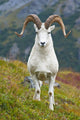 Close Up Of A Large Dall Sheep Ram Standing On Fall Tundra Wall Mural