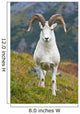 Close Up Of A Large Dall Sheep Ram Standing On Fall Tundra Wall Mural