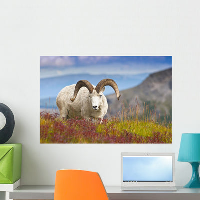 Up Large Dall Sheep Wall Mural shown on a wall