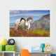 Close Up Of A Large Dall Sheep Ram Standing On Fall Tundra Wall Mural