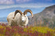 Close Up Of A Large Dall Sheep Ram Standing On Fall Tundra Wall Mural