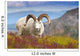 Close Up Of A Large Dall Sheep Ram Standing On Fall Tundra Wall Mural