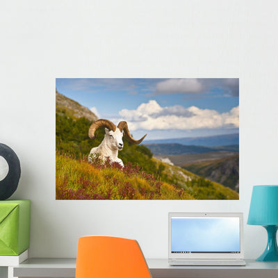 Adult Dall Sheep Ram Wall Mural shown on a wall