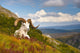 Adult Dall Sheep Ram Resting On A Hillside On Fall Tundra Wall Mural