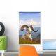 Adult Dall Sheep Ram Resting On A Hillside On Fall Tundra Wall Mural