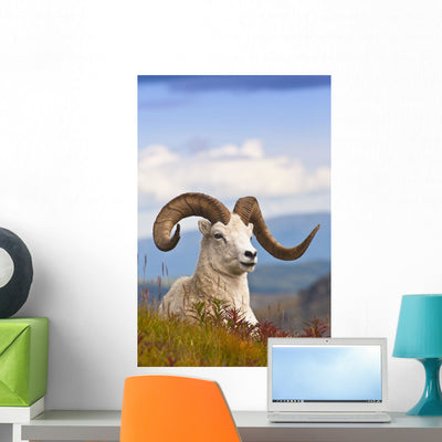 Adult Dall Sheep Ram Wall Mural shown on a wall