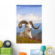 Adult Dall Sheep Ram Resting On A Hillside On Fall Tundra Wall Mural