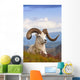 Adult Dall Sheep Ram Resting On A Hillside On Fall Tundra Wall Mural