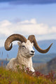 Adult Dall Sheep Ram Resting On A Hillside On Fall Tundra Wall Mural