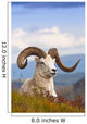 Adult Dall Sheep Ram Resting On A Hillside On Fall Tundra Wall Mural