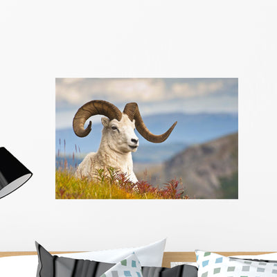 Adult Dall Sheep Ram Wall Mural shown on a wall