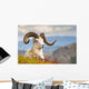 Adult Dall Sheep Ram Resting On A Hillside On Fall Tundra Wall Mural