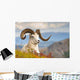 Adult Dall Sheep Ram Resting On A Hillside On Fall Tundra Wall Mural