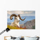 Adult Dall Sheep Ram Resting On A Hillside On Fall Tundra Wall Mural