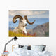 Adult Dall Sheep Ram Resting On A Hillside On Fall Tundra Wall Mural