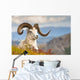 Adult Dall Sheep Ram Resting On A Hillside On Fall Tundra Wall Mural
