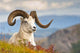 Adult Dall Sheep Ram Resting On A Hillside On Fall Tundra Wall Mural