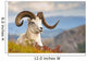 Adult Dall Sheep Ram Resting On A Hillside On Fall Tundra Wall Mural