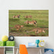 Five Running Cheetah Wall Mural