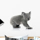 Young koala bear Wall Decal