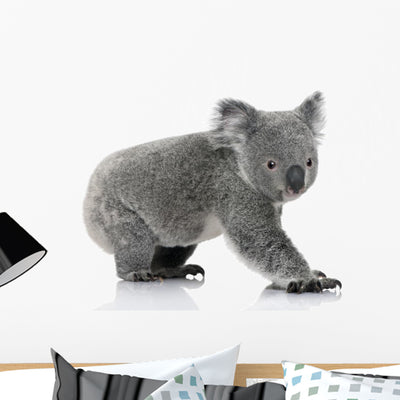 Young Koala Bear Wall Decal shown on a wall