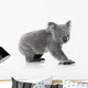 Young koala bear Wall Decal