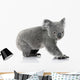 Young koala bear Wall Decal