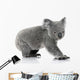 Young koala bear Wall Decal