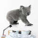 Young koala bear Wall Decal
