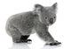 Young koala bear Wall Decal