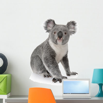 Side Young Koala Wall Decal shown on a wall