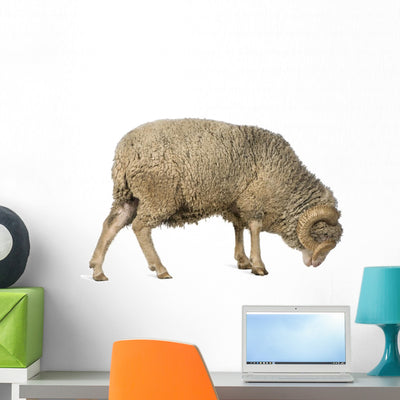 Side Arles Merino Sheep Wall Decal shown on a wall