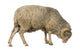 Side Arles Merino Sheep Wall Decal